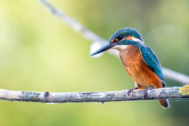 Kingfisher or Alcedo atthis perches on branch stock photo