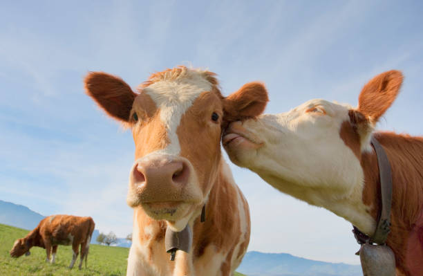 Kissing cows A cow giving another affection cow photos stock pictures, royalty-free photos & images