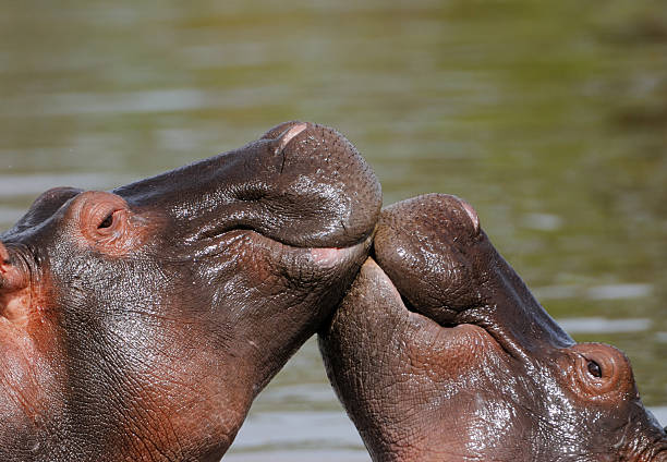 kissing hippos stock photo