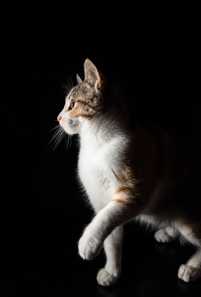 A kitten being curious and cute on black background stock photo