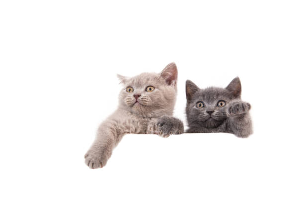 Kitten British Two Kittens British on white background. Cats peeking from behind. Two months british culture photos stock pictures, royalty-free photos & images