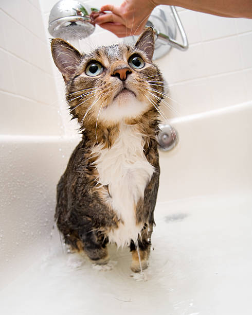 Kitten curious about shower head and enjoying shower stock photo