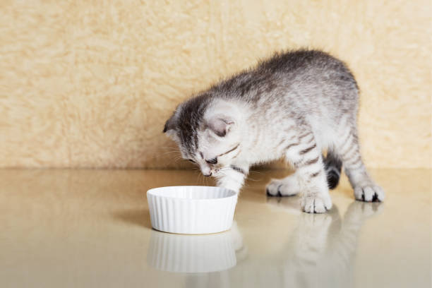 Kitten eats food from a small bowl at home. Scottish strite kitten. stock photo
