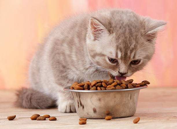 kittens eat dry food