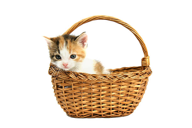 Kitten in a basket stock photo