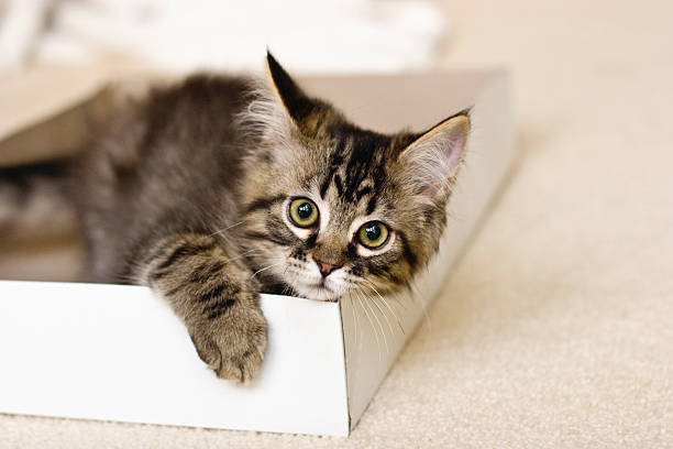 Kitten in a Box stock photo