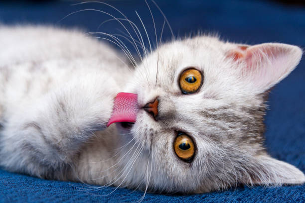 Kitten licking his paw stock photo