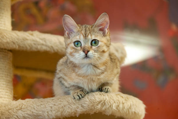 Kitten Munchkin cat stock photo