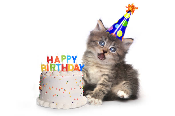 Kitten on White With Birthday Cake Celebration Adorable Kitten on White With Birthday Cake Celebration happy birthday cat stock pictures, royalty-free photos & images