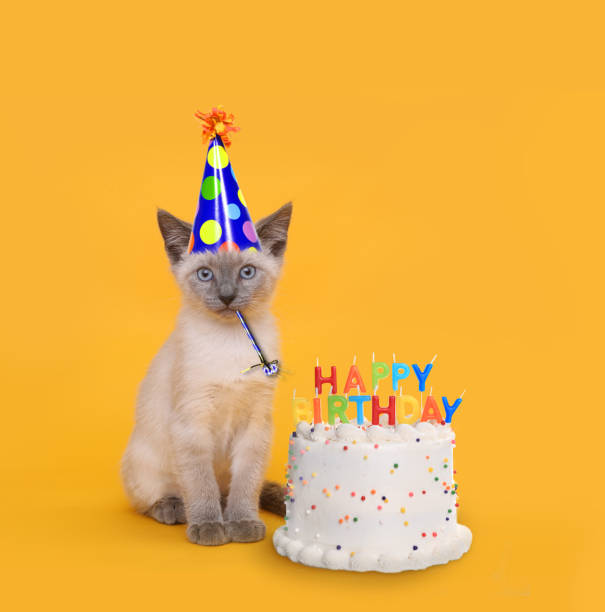 Kitten on Yellow With Birthday Cake Celebration Adorable Kitten on Yellow With Birthday Cake Celebration happy birthday cat stock pictures, royalty-free photos & images