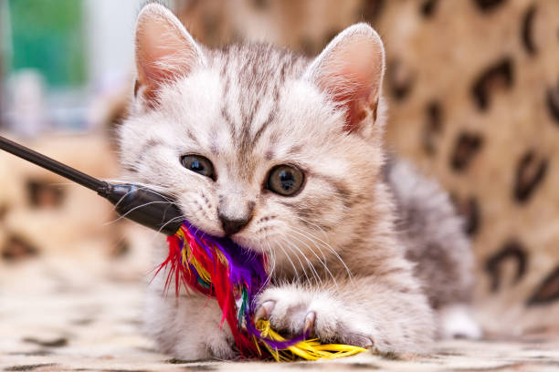 19,176 Cat Playing With Toy Stock Photos, Pictures & Royalty-Free Images -  iStock