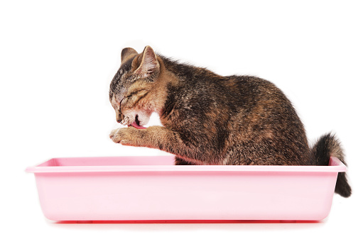Kitten Sitting In Cat Litter Box Stock Photo Download Image Now iStock