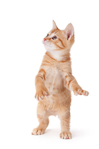 Kitten standing and playing on white. stock photo