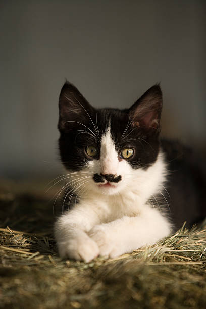 Kitten with a cute 'mustache' stock photo