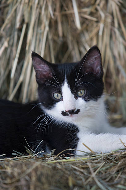 Kitten with a cute 'mustache' stock photo