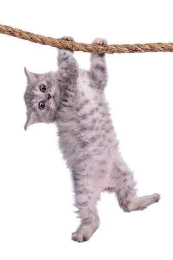 small striped kitten Scottish tabby breed. animal hanging on a rope isolated on white background