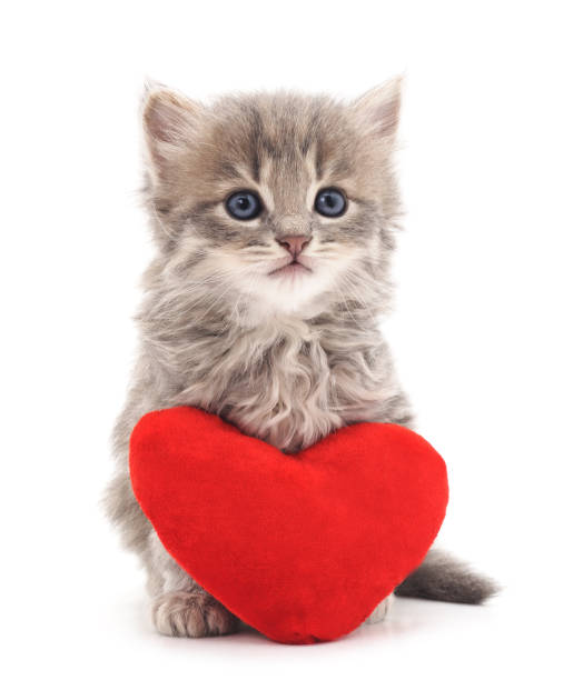 Kitten with toy heart. Kitten with toy heart isolated on a white background. cat valentine stock pictures, royalty-free photos & images