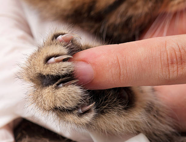Kitten's paw Little fluffy kitten's paw and woman finger for contrast close-up claw photos stock pictures, royalty-free photos & images