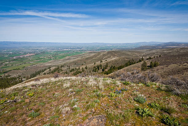 Kittitas Valley from Manastash Ridge East of the Cascade Mountains, Washington’s climate is arid and the terrain is desert-like. Summertime temperatures can exceed 100 degrees Fahrenheit in regions such as the Yakima Valley and the Columbia River Plateau. This is an area of rolling hills and flatlands. During the last Ice Age, 18,000 to 13,000 years ago, floods flowed across this land, causing massive erosion and leaving carved basalt canyons, waterfalls and coulees known as the Channeled Scablands. This scene of rolling hills was photographed from Manastash Ridge near Thorp, Washington State, USA. jeff goulden washington state desert stock pictures, royalty-free photos & images
