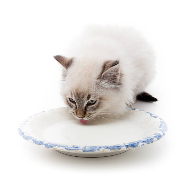 Cat Drinking Milk Stock Photos, Pictures & Royalty-Free Images - iStock
