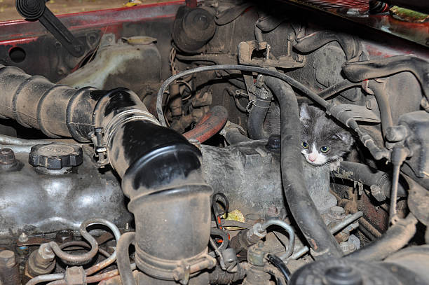 Kitty hiding from the dogs, inside the motor, Argentina stock photo