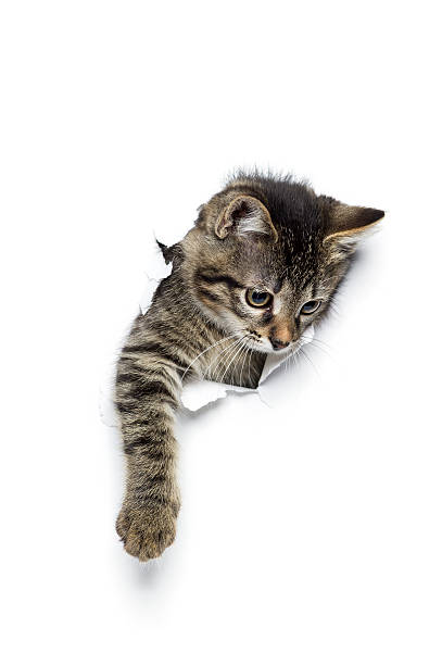 kitty in loch - tatze katze freisteller stock-fotos und bilder