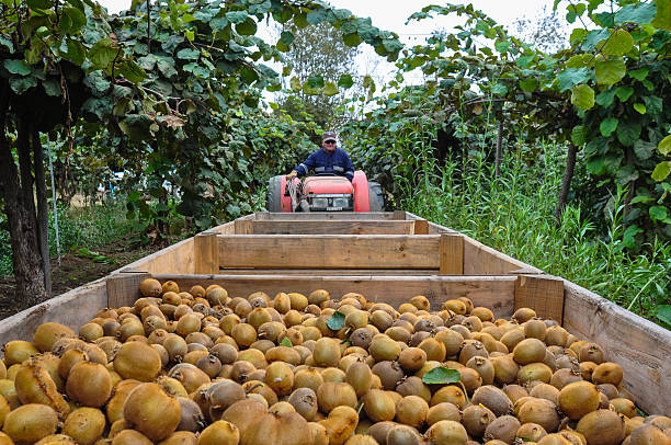 Kiwis fruit picking near Curico, Chile stock photo