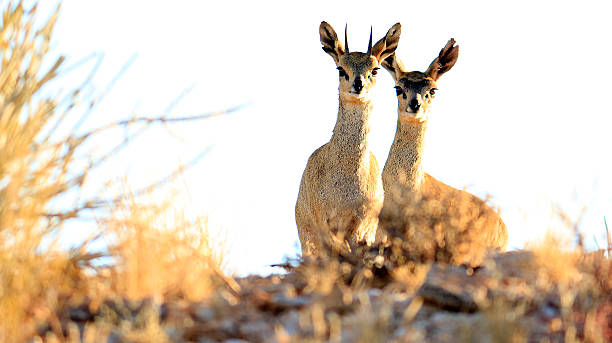 Klipspringer pair in Augrabies National Park Saw this Klipspringer pair in the Augrabies National Park in South Africa.  augrabies falls national park stock pictures, royalty-free photos & images