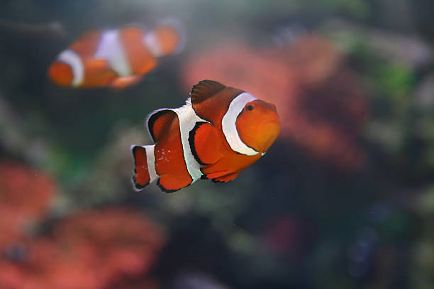 Klown - fish, Amphiprion,"Nemo" stock photo