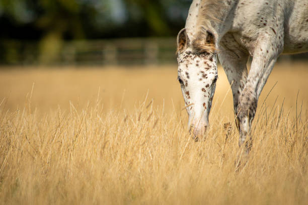 knabstrupper appaloosa fläckig ponny föl i gräs bete - knabstrupper bildbanksfoton och bilder