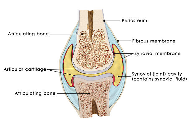 Knee bursae The bursae of the knee are the fluid sacs and synovial pockets that surround and sometimes communicate with the joint cavity. joint body part stock pictures, royalty-free photos & images