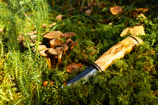 A knife next to Yellowfoot mushrooms, Craterellus tubaeformis during mushroom picking in autumn in rural Estonia, Baltics.