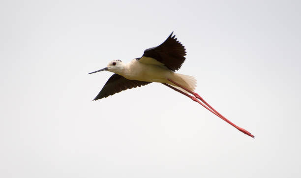 Knight of Italy,  Himantopus himantopus Knight of Italy,  Himantopus himantopus black winged stilt stock pictures, royalty-free photos & images