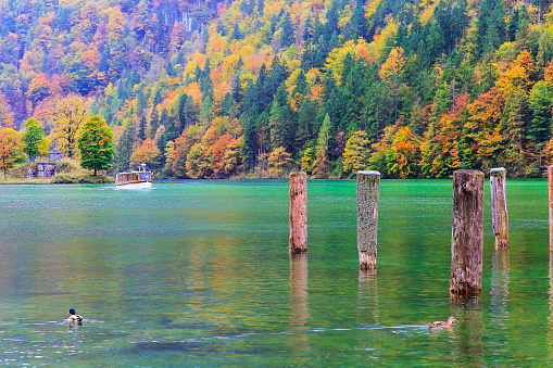 Königsee lake and Pine woodland landscape at golden autumn - Bavarian alps, Germany, border with Tirol, Austria