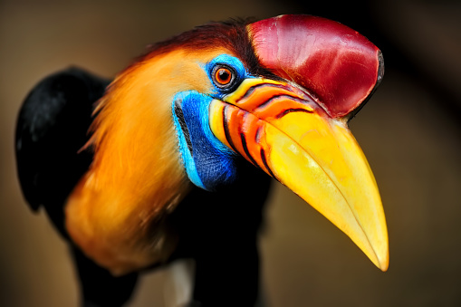 close-up portrait of a knobbed hornbill (Rhyticeros cassidix) also known as Sulawesi Wrinkled Hornbill