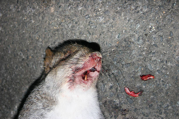 KnockOut Punch Road kill feel like a Boxing fight Knockout. dead squirrel stock pictures, royalty-free photos & images