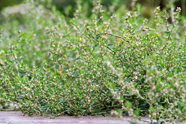 Knotgrass growing on the edge of the pavement stock photo