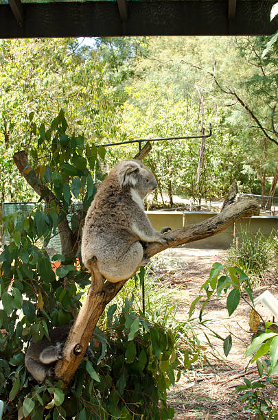 Koala in Australia stock photo