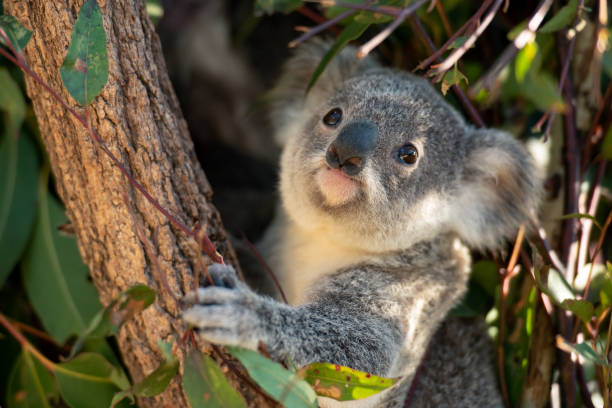 Koala joey looks for eucalyptus leaves to eat stock photo