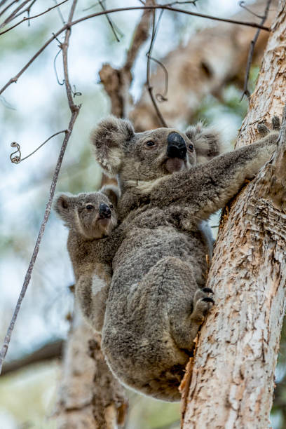 A Koala Mother and Baby Climb A Tree in Australia stock photo