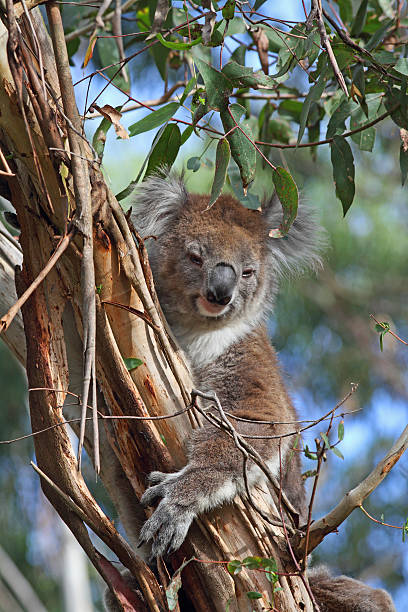 Koala stock photo