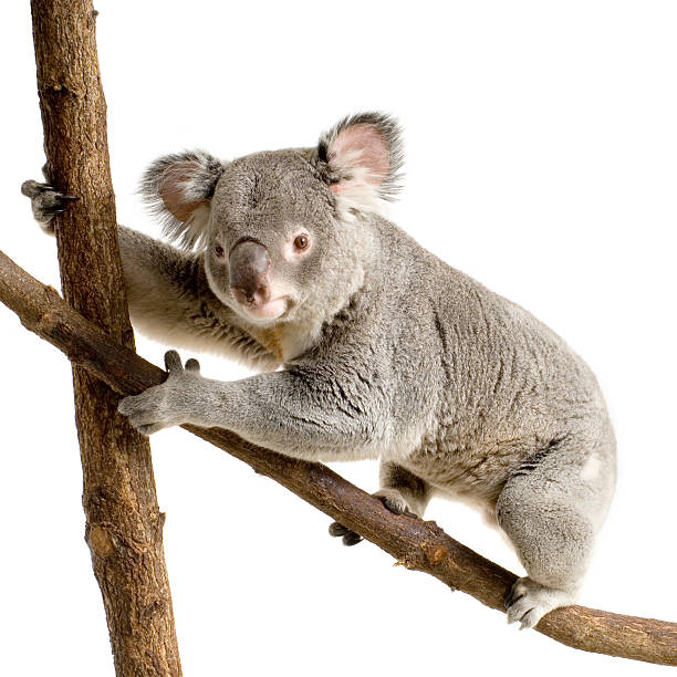 Koala  branch plant part stock pictures, royalty-free photos & images