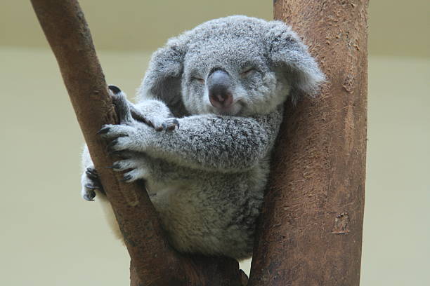koala resting and sleeping on his tree koala resting and sleeping on his tree with an happy smile on his face animal stock pictures, royalty-free photos & images