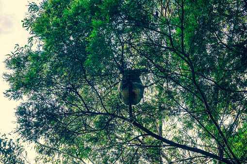 A koala sleeps on a small branch in the tree.