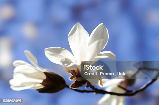istock Kobushi magnolia 1308434091