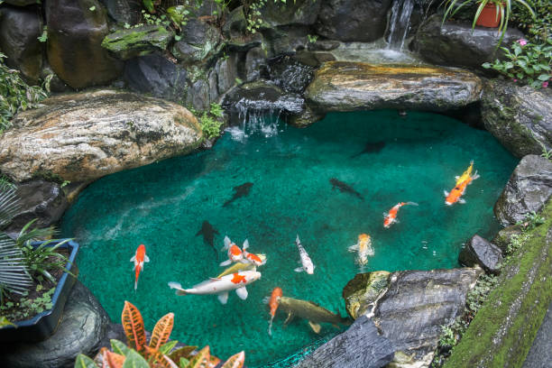 Koi Pond Stock Photos, Pictures & Royalty-Free Images - iStock Koi Pond Stock Photos, Pictures & Royalty-Free Images - iStock