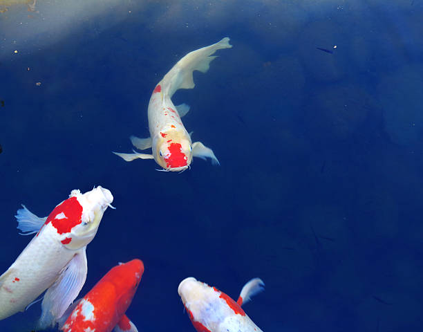 Koi fish stock photo