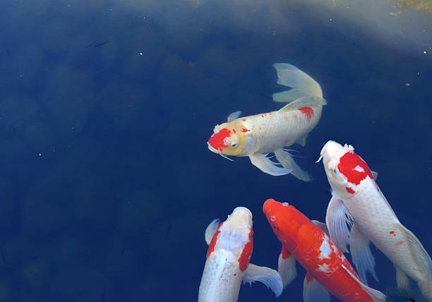 Koi fish stock photo