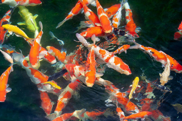 Koi Fish swimming in water stock photo