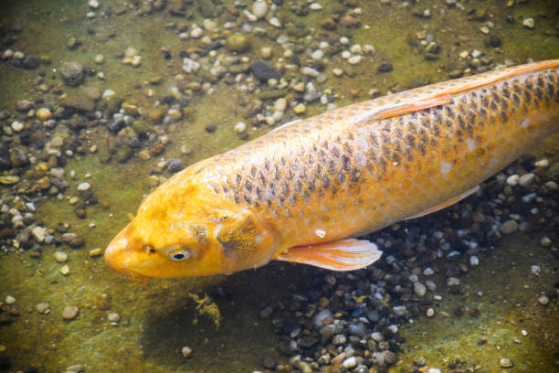 Koi fish swimming under water in pond Big golden Koi fish swimming under shallow water in Japan garden pond feng shui aquarium stock pictures, royalty-free photos & images